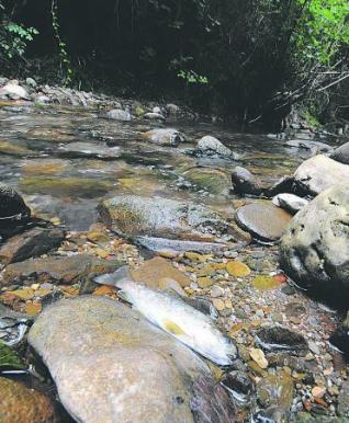 Un vertido provoca la muerte de 3.500 truchas en Riosa